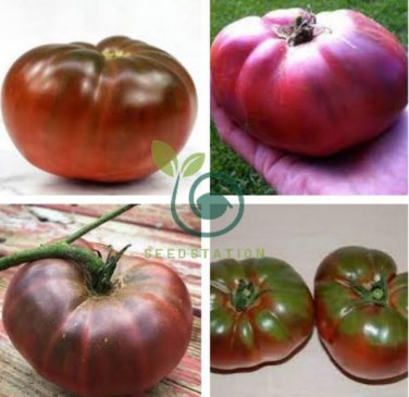 Heirloom Brandywine True Black Lycopersicon lycopersicum Tomato 200 Seeds