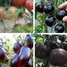 Big Black Tomato F1 400 Seeds