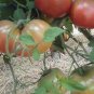 Big Black Tomato F1 400 Seeds