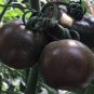 Big Black Tomato F1 400 Seeds