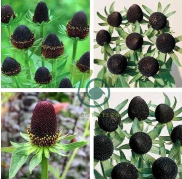 Genuine Green Wizard Rudbeckia 100 Seeds