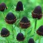 Genuine Green Wizard Rudbeckia 100 Seeds
