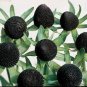 Genuine Green Wizard Rudbeckia 100 Seeds