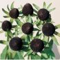 Genuine Green Wizard Rudbeckia 100 Seeds