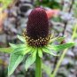 Genuine Green Wizard Rudbeckia 100 Seeds