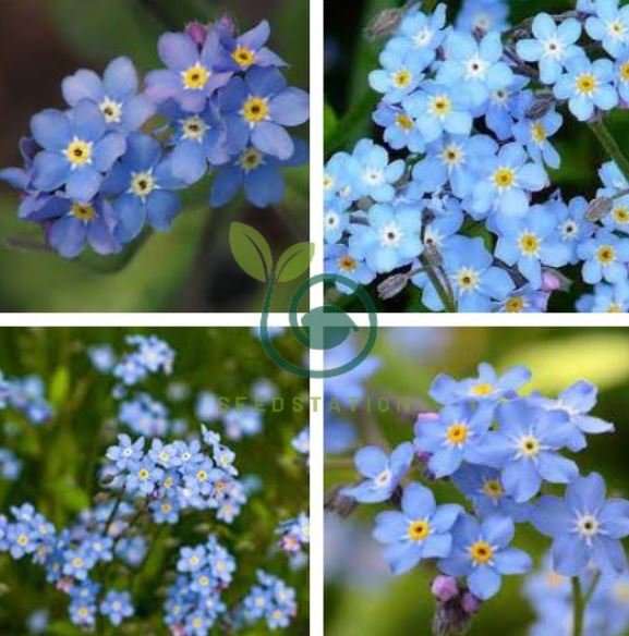 Myosotis Sylvatica Blue Me Not Perennial Plants 120 Seeds