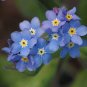 Myosotis Sylvatica Blue Forget Me Not Perennial Plants 120 Seeds