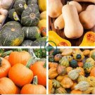 'Imperial Crown' Pumpkin Ornamental Squash 16 Seeds