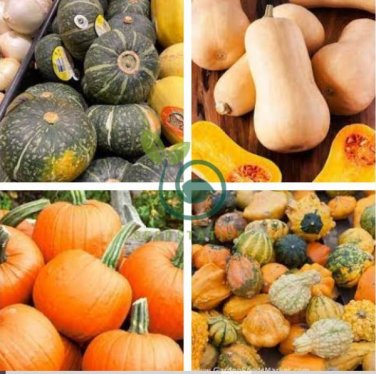 'Imperial Crown' Pumpkin Ornamental Squash 16 Seeds