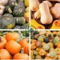 'Imperial Crown' Pumpkin Ornamental Squash 16 Seeds
