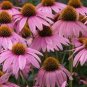 Sweet Honey' Echinacea Coneflower 200 Seeds