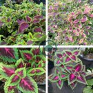 Coleus 200 Seeds