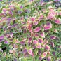 Coleus 200 Seeds