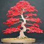 Japanese Red Maple Bonsai Tree 40 Seeds