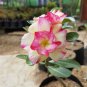 Adenium Dard Red-White-Bright Yellow Double Flowers 4 Seeds
