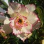 Adenium Dard Red-White-Bright Yellow Double Flowers 4 Seeds