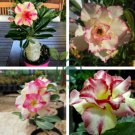 Adenium Dard Red-White-Bright Yellow Double Flowers 40 Seeds