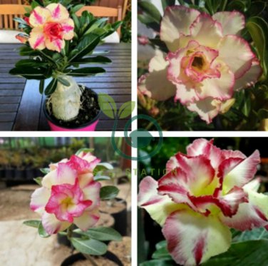 Adenium Dard Red-White-Bright Yellow Double Flowers 40 Seeds