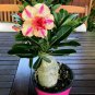 Adenium Dard Red-White-Bright Yellow Double Flowers 40 Seeds