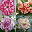 Adenium Mixed 36 Colors Colorful Flowers 200 Seeds