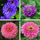 6 Types Of Colourful Zinnia Flowers 100 Seeds