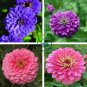 6 Types Of Colourful Zinnia Flowers 100 Seeds