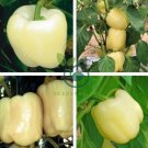 White Sweet Bell Pepper 400 Seeds
