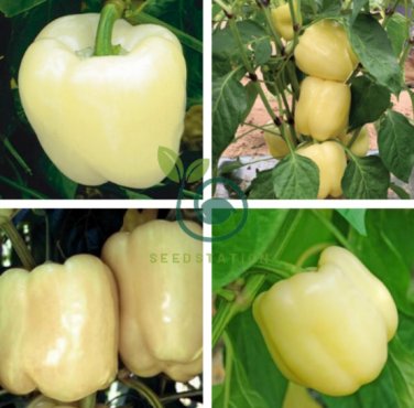 White Sweet Bell Pepper 400 Seeds