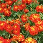 Mixed French Marigold Annual Flowers 100 Seeds