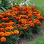 Mixed French Marigold Annual Flowers 100 Seeds