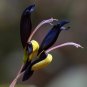 Black Big Pea 10 Seeds