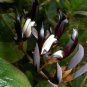 Black Big Pea 10 Seeds