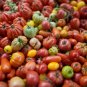 Mixed 27 Types of Different Tomato Family 200 Seeds