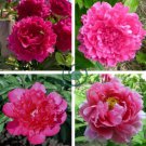 'Ping Shi Yan' Large Red Tree Peony Flower 10 Seeds