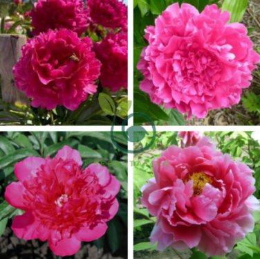 'Ping Shi Yan' Large Red Tree Peony Flower 10 Seeds