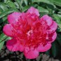 'Ping Shi Yan' Large Red Tree Peony Flower 10 Seeds