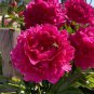'Ping Shi Yan' Large Red Tree Peony Flower 10 Seeds
