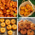 Orange Jack Be Little Pumpkin 20 Seeds