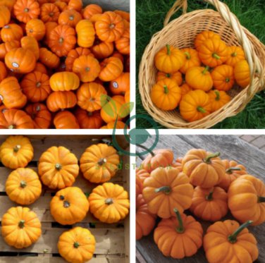 Orange Jack Be Little Pumpkin 20 Seeds