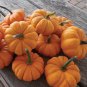Orange Jack Be Little Pumpkin 20 Seeds