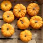 Orange Jack Be Little Pumpkin 20 Seeds