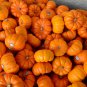 Orange Jack Be Little Pumpkin 20 Seeds