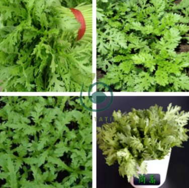 Chrysanthemum Coronarium Vegetable 240 Seeds