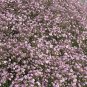 Pink Gypsophila Baby's-breath Cut Flowers 120 Seeds
