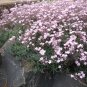 Pink Gypsophila Baby's-breath Cut Flowers 120 Seeds