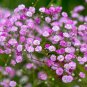 Pink Gypsophila Baby's-breath Cut Flowers 120 Seeds