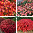Chrysanthemum Daisy Flowering Plants 100 Seeds