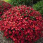 Chrysanthemum Daisy Flowering Plants 100 Seeds