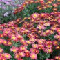 Chrysanthemum Daisy Flowering Plants 100 Seeds