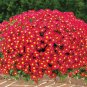 Chrysanthemum Daisy Flowering Plants 100 Seeds